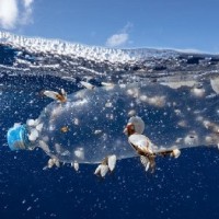 Plastik Tüm Canlılar İçin Risklidir