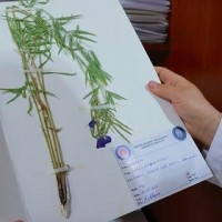Bitki Türü Sayısı 800’e...