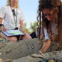 Akdeniz’de Yavru Caretta Heyecanı